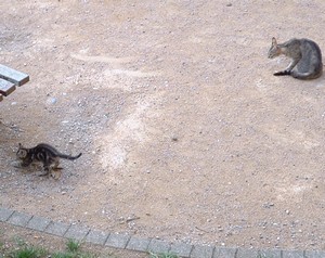 Un chatton jouant avec un autre chat