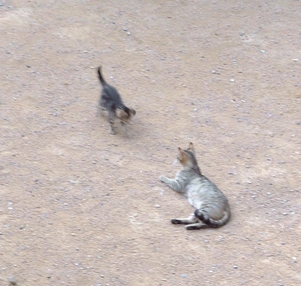 Un chatton jouant avec un autre chat