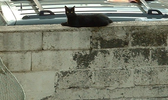 Chat noir sur un mur