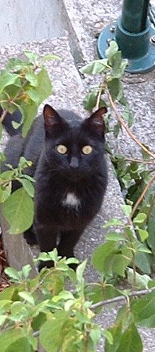 Chat noir avec collier blanc