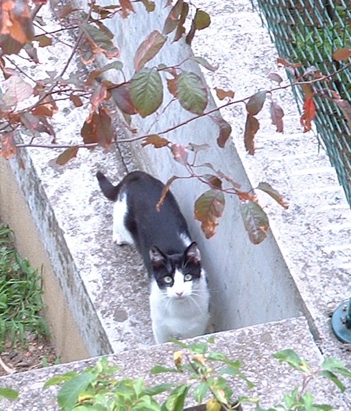 chat noir et blanc 1