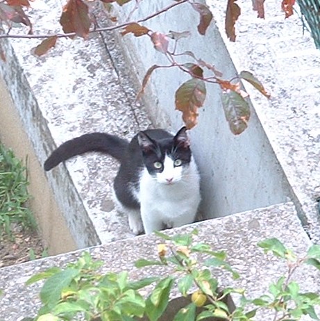 chat noir et blanc 2