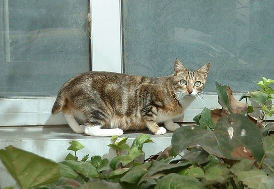 chat aux grands yeux 1