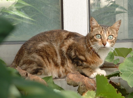 chat aux grands yeux 2