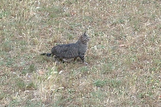 chat rayé dans l'herbe