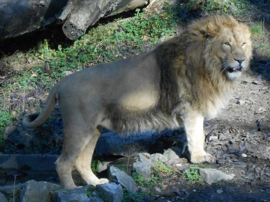 lion dressé