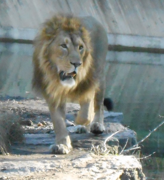 lion gueule ouverte
