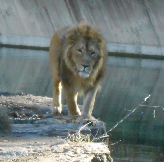 lion au bord de l'eau