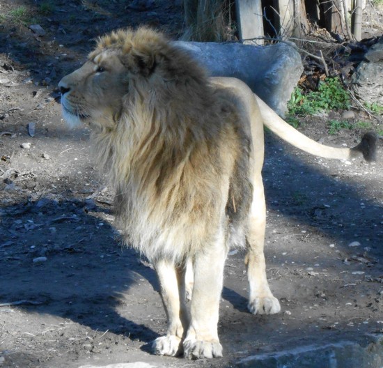 lion de face