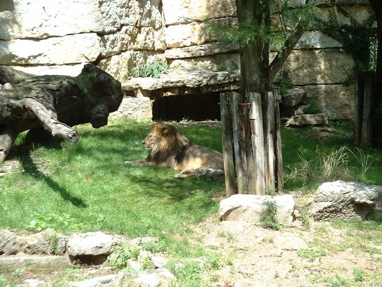 lion de l'atlas 1
