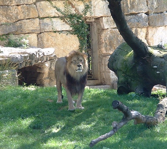 lion de l'atlas 2