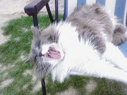 chat qui baille chat qui baille