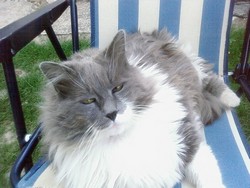 chat au réveille chat au réveille