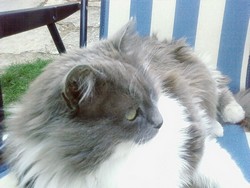 chat en alerte chat en alerte