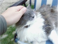 chat caresse chat caresse