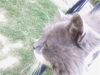 chat de profil chat de profil